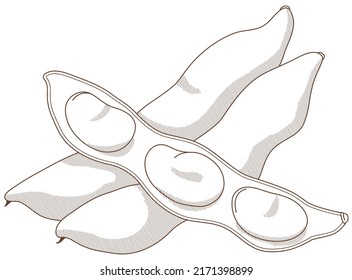 300 Fava beans Stock Vectors, Images & Vector Art | Shutterstock