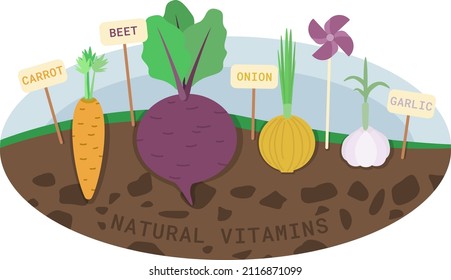 Vector illustration. Vegetables in the garden. Beets, carrots, garlic, onions.