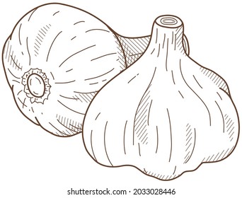 Vector illustration of vegetables "Garlic"