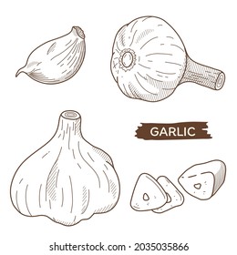 Vector illustration of vegetables "garlic"