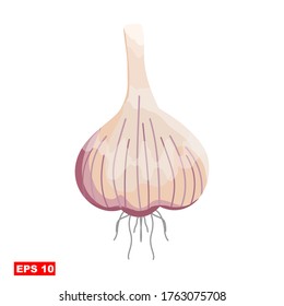 
vector illustration of Vegetables, garlic. illustration of garlic in a flat style.Can be used for covers, flyers,osters, business cards and the web.