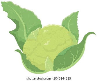 Vector illustration of vegetables "Green cauliflower"
