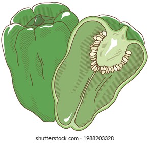 Ilustración vectorial de las verduras "pimienta verde"