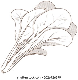 小松菜 料理 のイラスト素材 画像 ベクター画像 Shutterstock