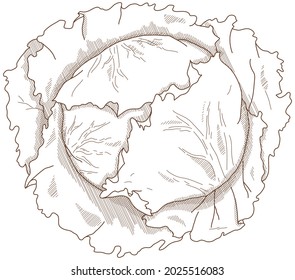 Vector illustration of vegetables "lettuce"