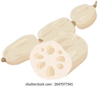 Vector illustration of vegetables "Lotus root"