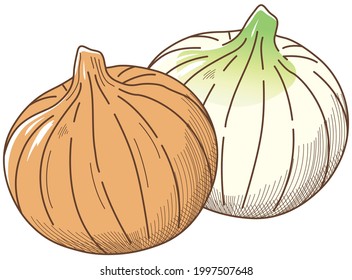 Ilustración vectorial de las hortalizas "Onion"