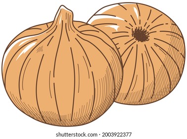 Vector illustration of vegetables "Onion"