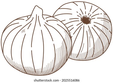 Vector illustration of vegetables "Onion"