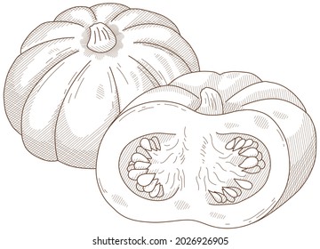 Ilustración vectorial de las verduras "calabaza"
