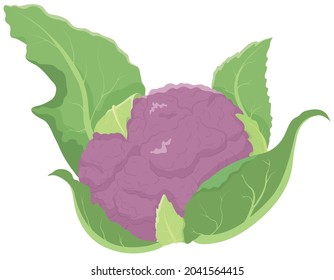 Vector illustration of vegetables "Purple cauliflower"