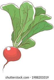 Vector illustration of vegetables "Radish"