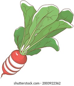 Vector illustration of vegetables "radish"