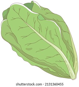 325 Romaine lettuce drawing Images, Stock Photos & Vectors | Shutterstock