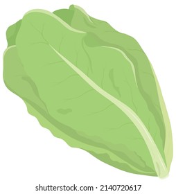 Vector illustration of vegetables "Romaine lettuce"