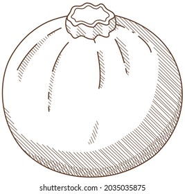 Vector illustration of vegetables "Round zucchini"