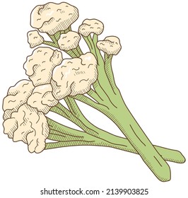 Ilustración vectorial de las verduras "Coliflor de palo"