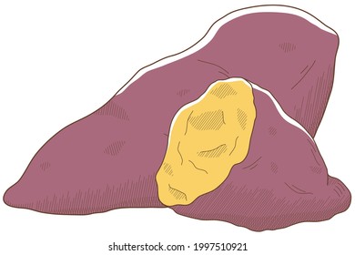 Vektorgrafik von Gemüse "Süßkartoffel"