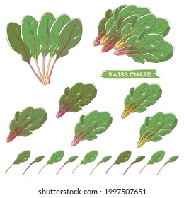 Vektorgrafik von Gemüse "Swiss Chard"