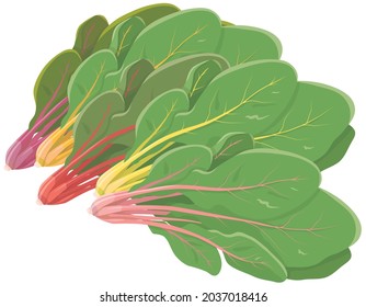 Ilustración vectorial de las hortalizas "chard suizo"