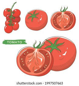 Vector illustration of vegetables "tomato"