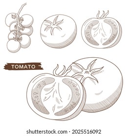 Vector illustration of vegetables "tomato"