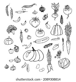 vector illustration vegetables tomatoes cucumbers pumpkin peas peppers eggplant carrots potatoes 