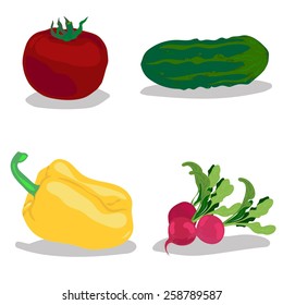 vector illustration of vegetables: tomatoes, cucumbers, peppers, radishes