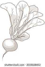 Vector illustration of vegetables Turnip"