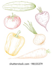 Vector illustration vegetables in vintage engraving style.