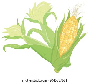 Vector illustration of vegetables "young corn"