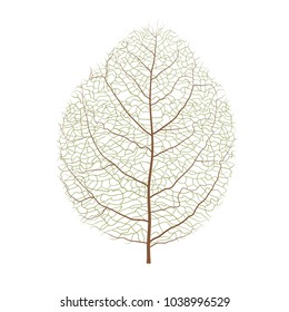 Vector illustration veins of a wood leaf isolated on a white background.