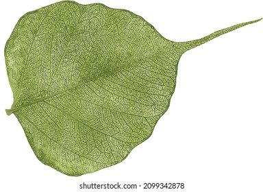 Vector illustration veins of a wood leaf isolated on white background.