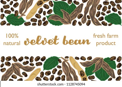 vector illustration of velvet bean and leaf design with lettering velvet bean background white and bean and text fresh farm product 100% natural EPS10