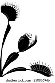 vector illustration of Venus flytrap in black and white colors
