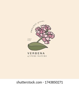 Vector illustration verbena branch - vintage engraved style. Logo composition in retro botanical style