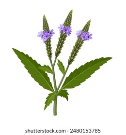 Vector illustration of Verbena hastata, commonly known as American vervain, blue vervain, or swamp verbena, isolated on white background.