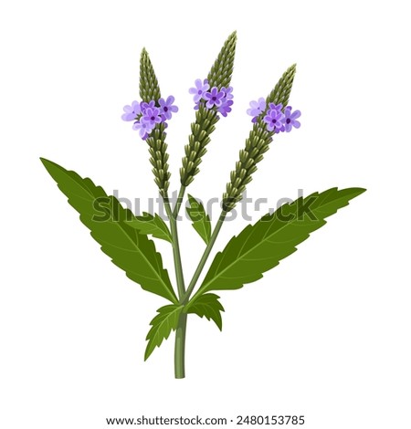 Vector illustration of Verbena hastata, commonly known as American vervain, blue vervain, or swamp verbena, isolated on white background.