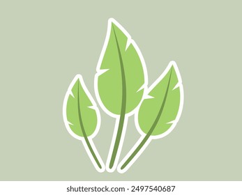 Vector illustration of Vernonia amygdalina, also called bitter leaf or African leaf, isolated on white background