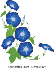 Vector illustration of vertical blooming morning glories