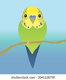 A vector illustration of a very cute budgie. The parakeet is sitting on a perch and you see him from his belly. Both eyes are visible.