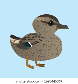 A vector illustration of a of very cute mallard. It is a female duck.