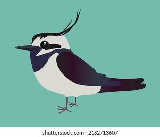 A vector illustration of a  very cute Northern lapwing. You see the bird from the side and the background is green.