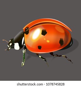 Vector illustration of a very realistic ladybug. On a gray background.