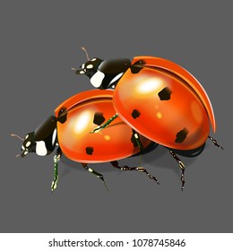 Vector illustration of a very realistic ladybug. On a gray background.