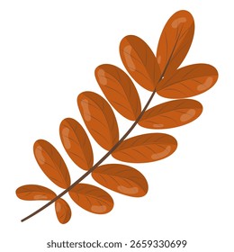 Vector illustration of a vibrant orange autumn leaf with detailed texture on a white background. Perfect for seasonal designs, nature-themed projects, and decorative purposes.