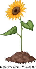 Vector illustration of a vibrant sunflower in soil.