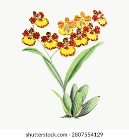 Vector illustration of a vibrant yellow and red orchid with green leaves.