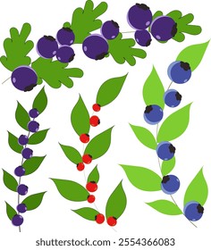 Vector illustration with viburnum and blueberry on transparent background