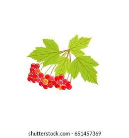 Vector illustration of viburnum branch with ripe berries isolated on white background